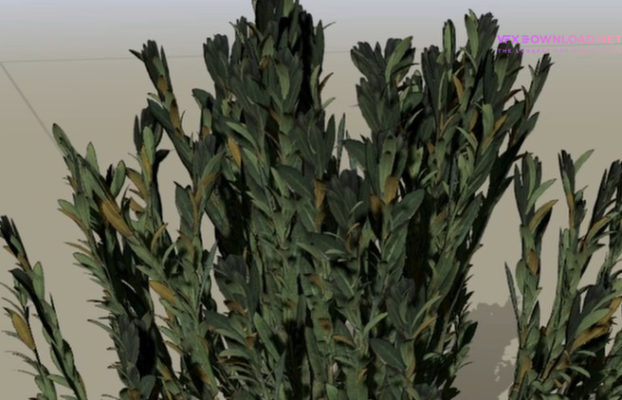 Udemy – SpeedTree Foliage Guide Creating 3DGrass and Bushes for UE5