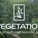 Blender Market - Tree Vegetation - Tree And Plant Animation Library Addon v5.1