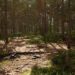 RB - RealBiomes Scots Pine Forest Biome