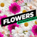 VideoHive Flowers Backgrounds 53769761