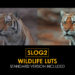 VideoHive Slog2 Wildlife and Standard LUTs 41884677